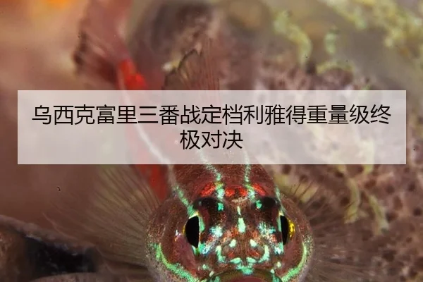 乌西克富里三番战定档利雅得重量级终极对决