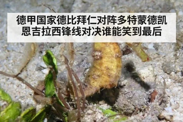 德甲国家德比拜仁对阵多特蒙德凯恩吉拉西锋线对决谁能笑到最后